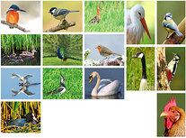 Vögel Postkarten Set - 15 Postkarten mit Vogelmotive Vögel Postkarten Set - 15 Postkarten mit Vogelmotive