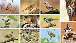 Postkarten Set Vögel - 9 Postkarten mit Vogelmotive Postkarten Set Vögel - 9 Postkarten mit Vogelmotive