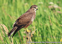Postkarte Mäusebussard (0351) Postkarte Mäusebussard (0351)