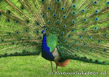Postkarte Pfau (0029) Postkarte Pfau (0029)