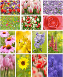 Blumen Postkarten - 14 Postkarten mit Blumenmotive Blumen Postkarten - 14 Postkarten mit Blumenmotive