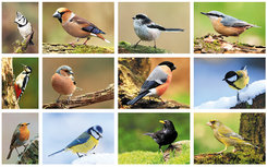 Waldvögel Postkarten Set - 12 Postkarten mit Vogelmotive Waldvögel Postkarten Set - 12 Postkarten mit Vogelmotive