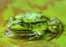Postkarte Frosch (0031) Postkarte Frosch (0031)