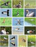 Vögel Postkarten Set (set nr. 72) Vögel Postkarten Set (set nr. 72)