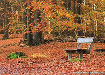 Herbst bank Postkarte - Dwingelderveld Herbst bank Postkarte - Dwingelderveld