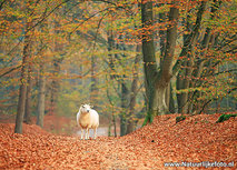 Schaf im Herbst Postkarte (0606) Schaf im Herbst Postkarte (0606)