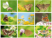 Postkarten Set Schmetterlinge - 9 Postkarten mit Schmetterling Motive Postkarten Set Schmetterlinge - 9 Postkarten mit Schmetterling Motive