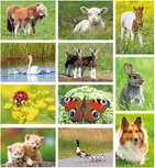 Postkarten Set Tiere - 11 Postkarten mit Tiermotive Postkarten Set Tiere - 11 Postkarten mit Tiermotive
