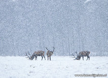 Rotwild im Schnee Postkarte (0627) Rotwild im Schnee Postkarte (0627)