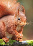 Eichhörnchen Postkarte (0454) Eichhörnchen Postkarte (0454)