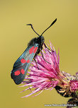 Jakobskrautbär Schmetterling Postkarte (0631) Jakobskrautbär Schmetterling Postkarte (0631)