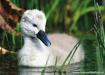 Junge Höckerschwan Postkarte (0634) Junge Höckerschwan Postkarte (0634)