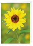 Grußkarte Sonnenblume - leere Karte mit Umschlag (W014) Grußkarte Sonnenblume - leere Karte mit Umschlag (W014)