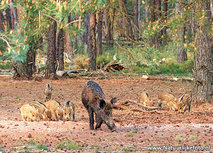 Wildschwein mit jungen Postkarte (0641) Wildschwein mit jungen Postkarte (0641)