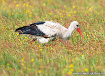 Storch Postkarte (0648) Storch Postkarte (0648)