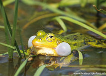 Frosch Postkarte (0652) Frosch Postkarte (0652)