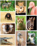 Tierpostkarten set Zootiere - 10 Postkarten mit Tiermotive Tierpostkarten set Zootiere - 10 Postkarten mit Tiermotive