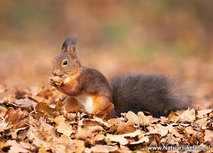 Tierpostkarten | Eichhörnchen Postkarte Tierpostkarten | Eichhörnchen Postkarte