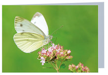 Grußkarte Schmetterling - leere Karte mit Umschlag (W018) Grußkarte Schmetterling - leere Karte mit Umschlag (W018)