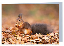 Grußkarte Eichhörnchen - leere Karte mit Umschlag (W020) Grußkarte Eichhörnchen - leere Karte mit Umschlag (W020)