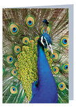 Grußkarte Pfau - leere Karte mit Umschlag (W022) Grußkarte Pfau - leere Karte mit Umschlag (W022)