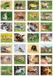 Belohnungsaufkleber Tiere - 28 Sticker auf einem Bogen (SV016) Belohnungsaufkleber Tiere - 28 Sticker auf einem Bogen (SV016)