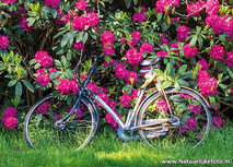 Fahrrad Postkarte (0689) Fahrrad Postkarte (0689)