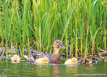 Ente mit EntenkĂĽken Postkarte (0694) Ente mit EntenkĂĽken Postkarte (0694)