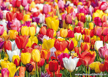Tulpenfeld Postkarte (0698) Tulpenfeld Postkarte (0698)