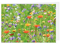 Grußkarte ohne Text - Wildblumen - Doppelkarte mit Umschlag (T007) Grußkarte ohne Text - Wildblumen - Doppelkarte mit Umschlag (T007)