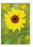 Grußkarte ohne Text - Sonnenblume - Doppelkarte mit Umschlag (T014) Grußkarte ohne Text - Sonnenblume - Doppelkarte mit Umschlag (T014)