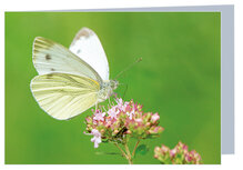 Grußkarte ohne Text - Schmetterling - Doppelkarte mit Umschlag (T018) Grußkarte ohne Text - Schmetterling - Doppelkarte mit Umschlag (T018)