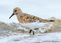 Sanderling Postkarte (0715) Sanderling Postkarte (0715)