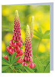Grußkarte ohne Text - Lupine - Doppelkarte mit Umschlag (T024) Grußkarte ohne Text - Lupine - Doppelkarte mit Umschlag (T024)
