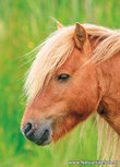 Pferd Postkarte (0734) Pferd Postkarte (0734)