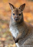 Rotnackenwallaby Postkarte (0746) Rotnackenwallaby Postkarte (0746)