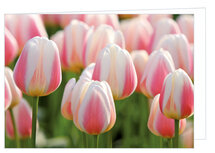 GruĂźkarte ohne text - Tulpe - Doppelkarte mit Umschlag (T002) GruĂźkarte ohne text - Tulpe - Doppelkarte mit Umschlag (T002)