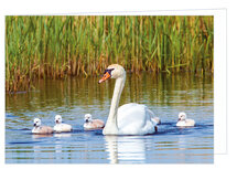 Grußkarte ohne Text - Höckerschwan - Doppelkarte mit Umschlag (T004) Grußkarte ohne Text - Höckerschwan - Doppelkarte mit Umschlag (T004)