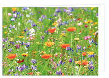 GruĂźkarte ohne Text - Wildblumen - Doppelkarte mit Umschlag (T007) GruĂźkarte ohne Text - Wildblumen - Doppelkarte mit Umschlag (T007)