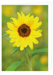 GruĂźkarte ohne Text - Sonnenblume - Doppelkarte mit Umschlag (T014) GruĂźkarte ohne Text - Sonnenblume - Doppelkarte mit Umschlag (T014)