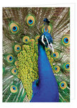 GruĂźkarte ohne Text - Pfau - Doppelkarte mit Umschlag (T022) GruĂźkarte ohne Text - Pfau - Doppelkarte mit Umschlag (T022)