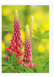 GruĂźkarte ohne Text - Lupine - Doppelkarte mit Umschlag (T024) GruĂźkarte ohne Text - Lupine - Doppelkarte mit Umschlag (T024)