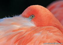 Flamingo Postkarte (0753) Flamingo Postkarte (0753)