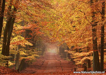 Herbst Postkarte - lane (0049) Herbst Postkarte - lane (0049)