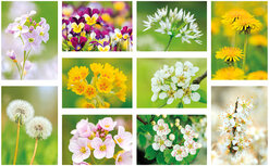 Postkarten Set Blumen - 7 Postkarten mit Blumenmotive Postkarten Set Blumen - 7 Postkarten mit Blumenmotive