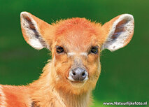 Sitatunga antilope Postkarte (0783) Sitatunga antilope Postkarte (0783)