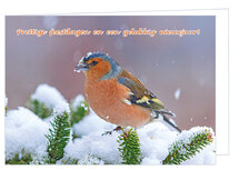 Weihnachtskarte Buchfink