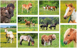 Dieses Pferde und Pony Postkarten Set besteht aus 10 verschiedenen Pferde und Ponys karten. Dieses Pferde und Pony Postkarten Set besteht aus 10 verschiedenen Pferde und Ponys karten.