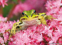 Wilde Tiere Postkarten | Frosch Postkarte