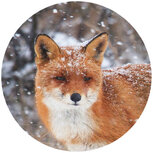 10x Verschlussaufkleber mit Fuchs im Schnee 10x Verschlussaufkleber mit Fuchs im Schnee